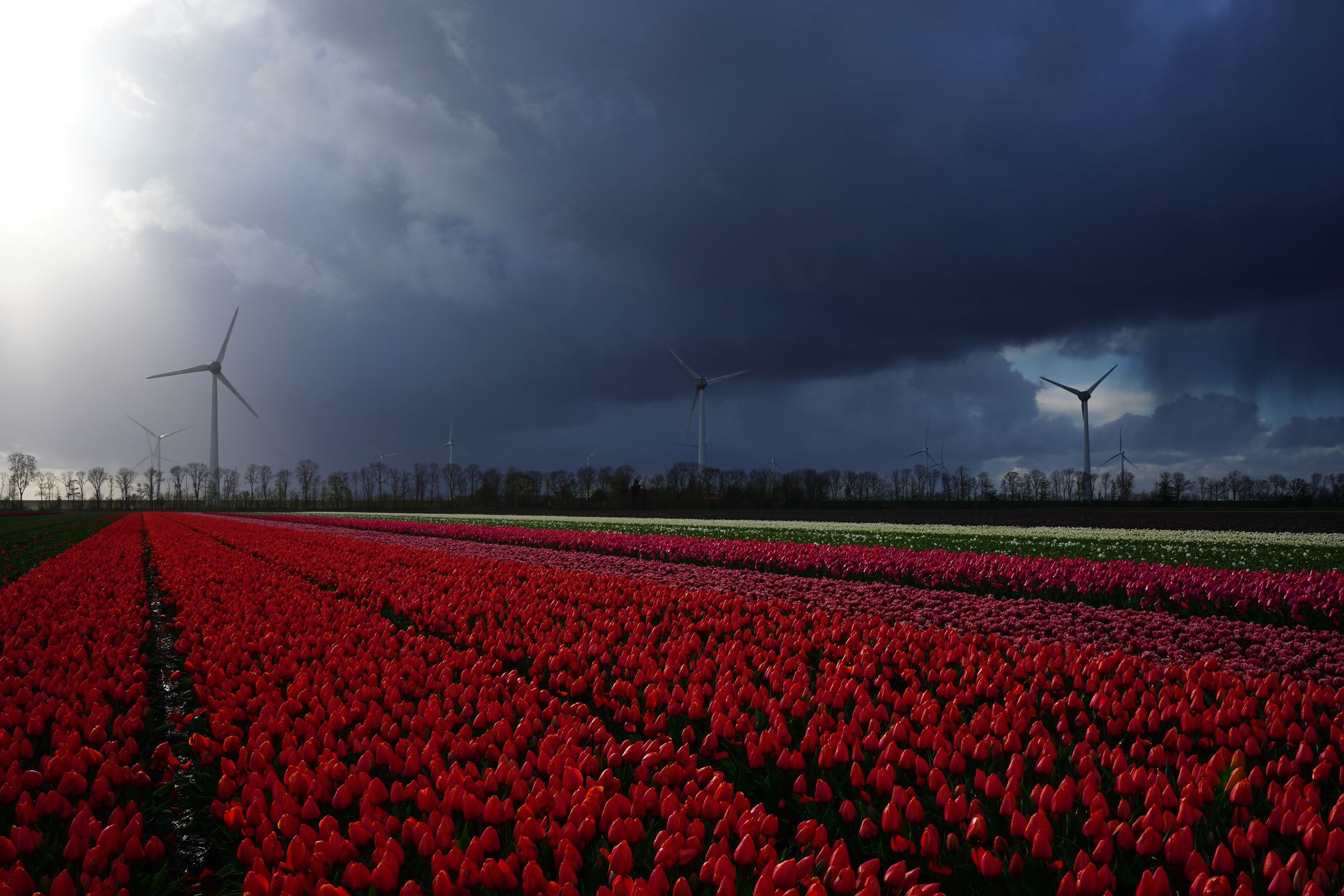 Tulip fields near Espel, Netherlands