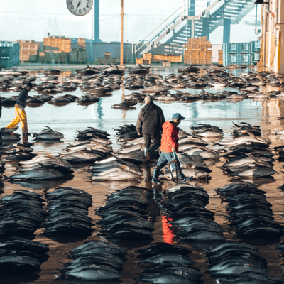 Tuna Fish Market, Japan