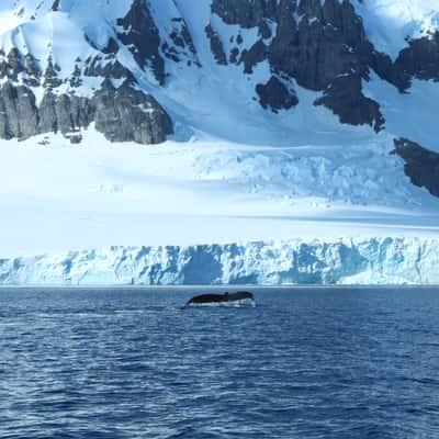 Whale Tale Oren Harbour, Antartica, Antarctica