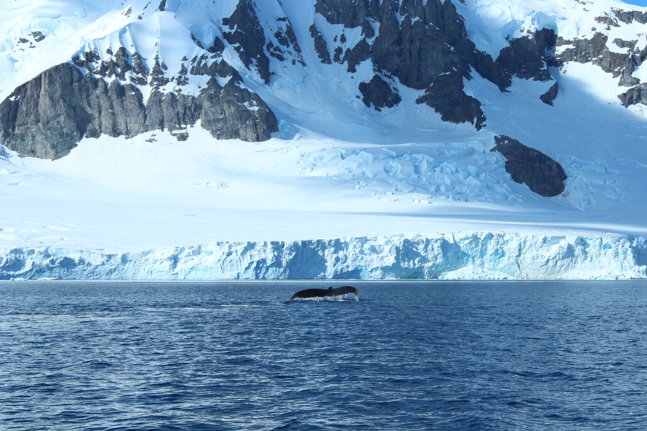 Whale Tale Oren Harbour, Antartica, Antarctica