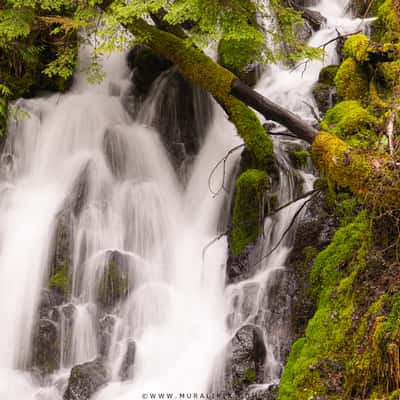 A tiny waterfall on the road to Lower Lewis River Falls, USA