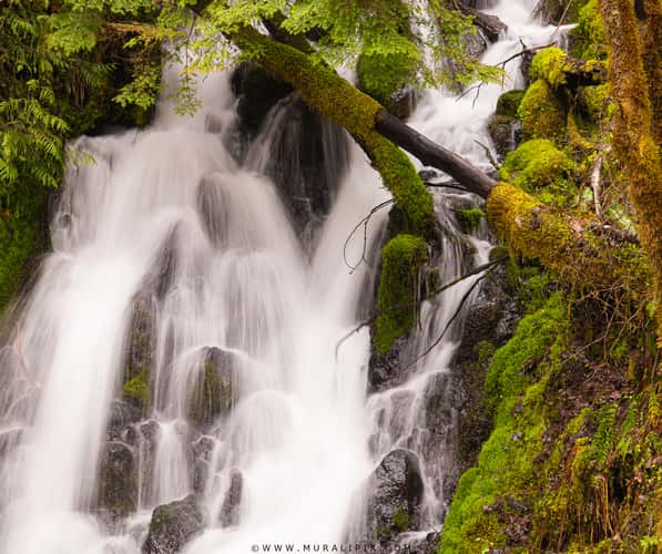 A tiny waterfall on the road to Lower Lewis River Falls