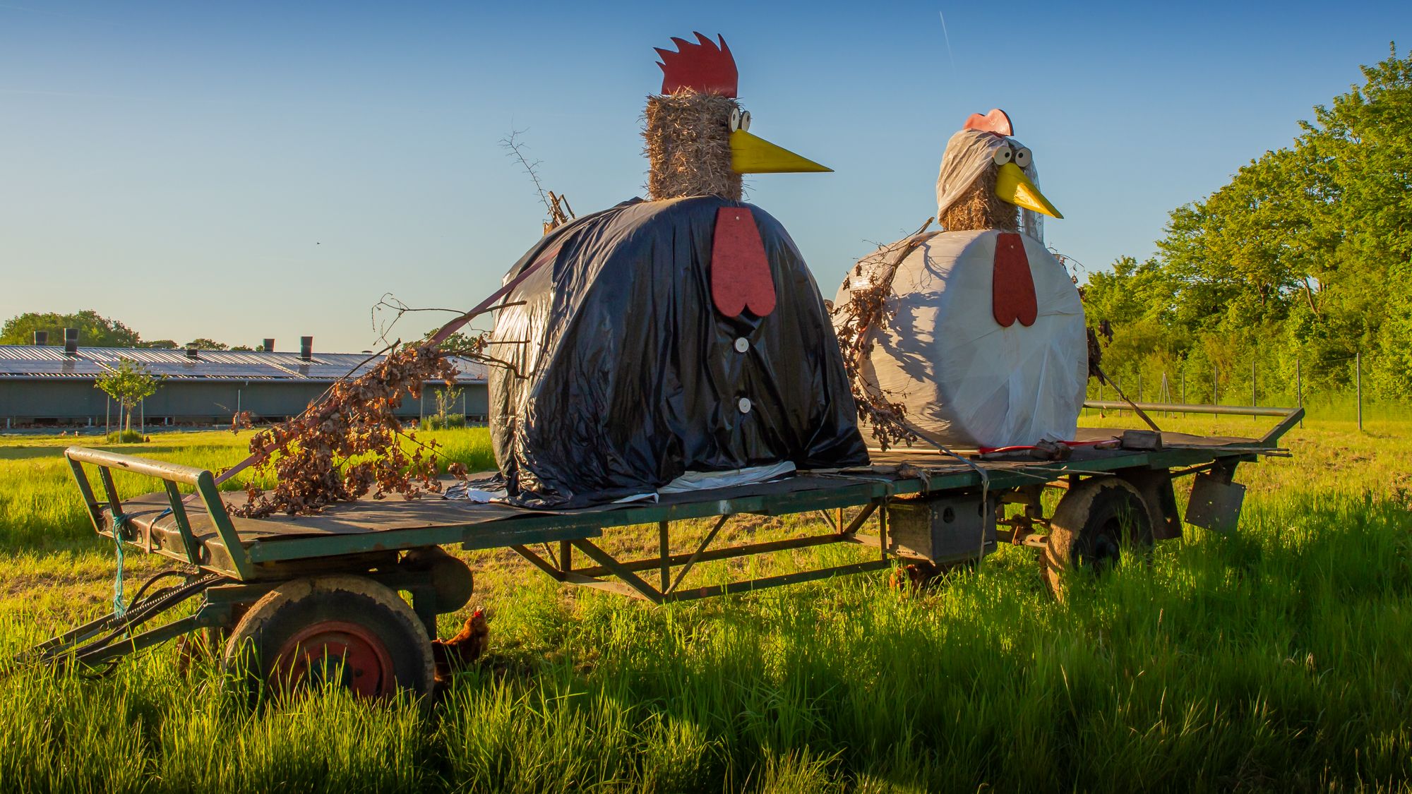 Chickenfarm outside Grömitz, Germany