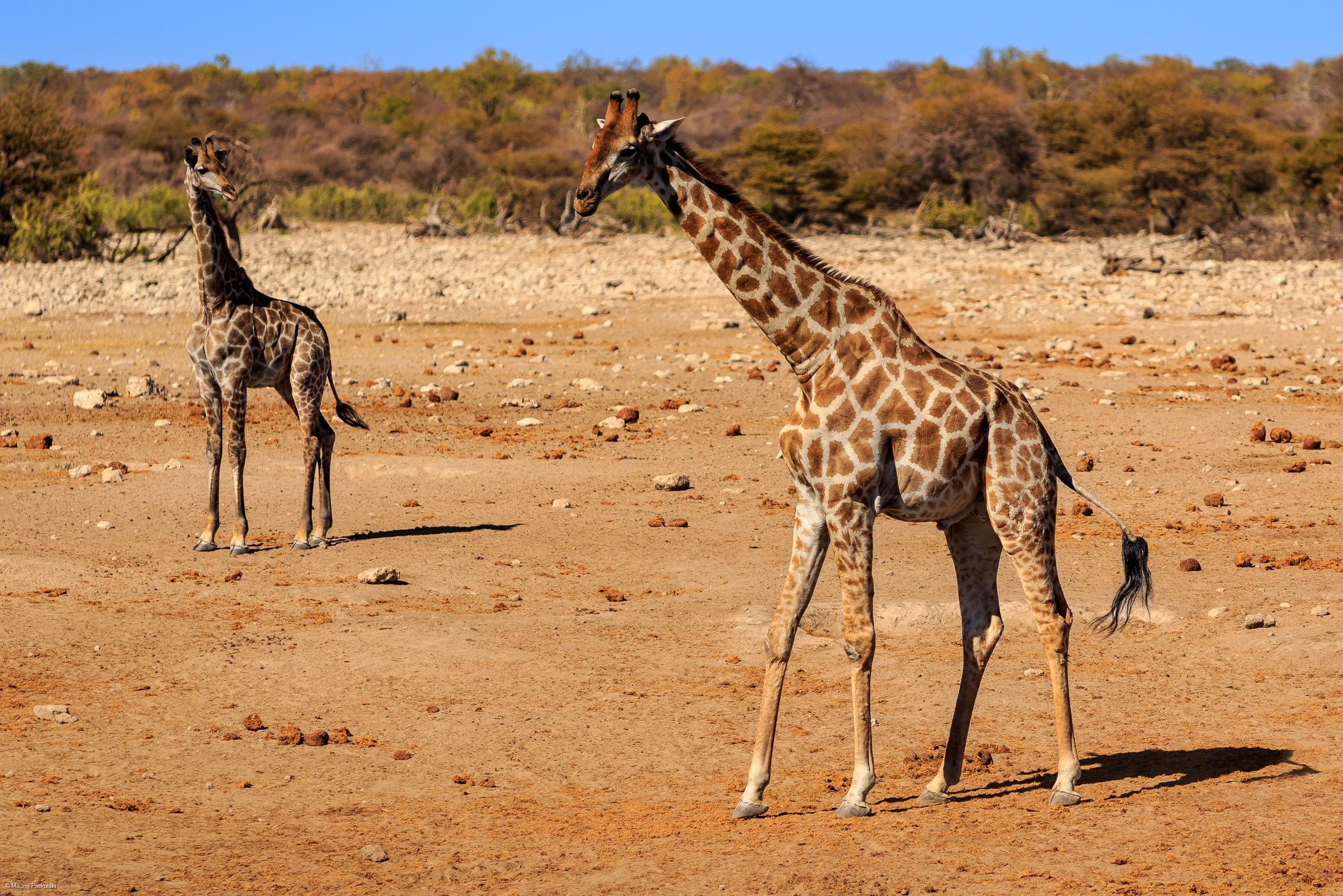 Chudop Waterhole, Namibia