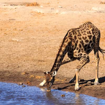 Chudop Waterhole, Namibia