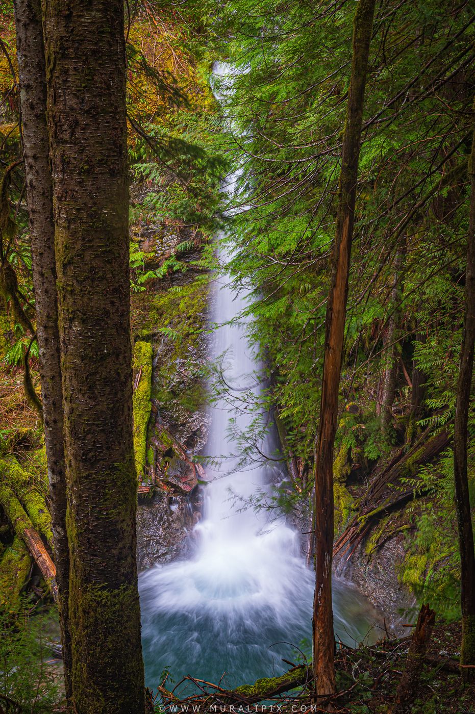 Copper Creek in the Lower Lewis River Falls area, USA