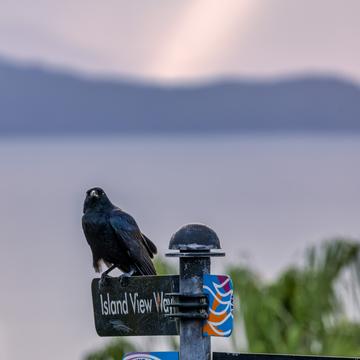 Crow on sign post One Tree Hill, Hamilton Island, Queensland, Australia