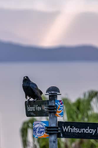 Crow on sign post One Tree Hill, Hamilton Island, Queensland