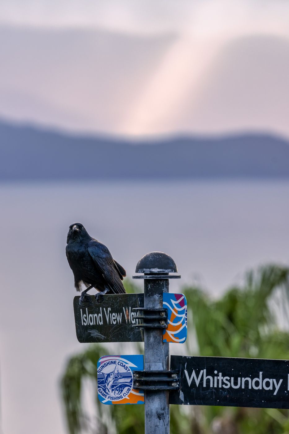 Crow on sign post One Tree Hill, Hamilton Island, Queensland, Australia
