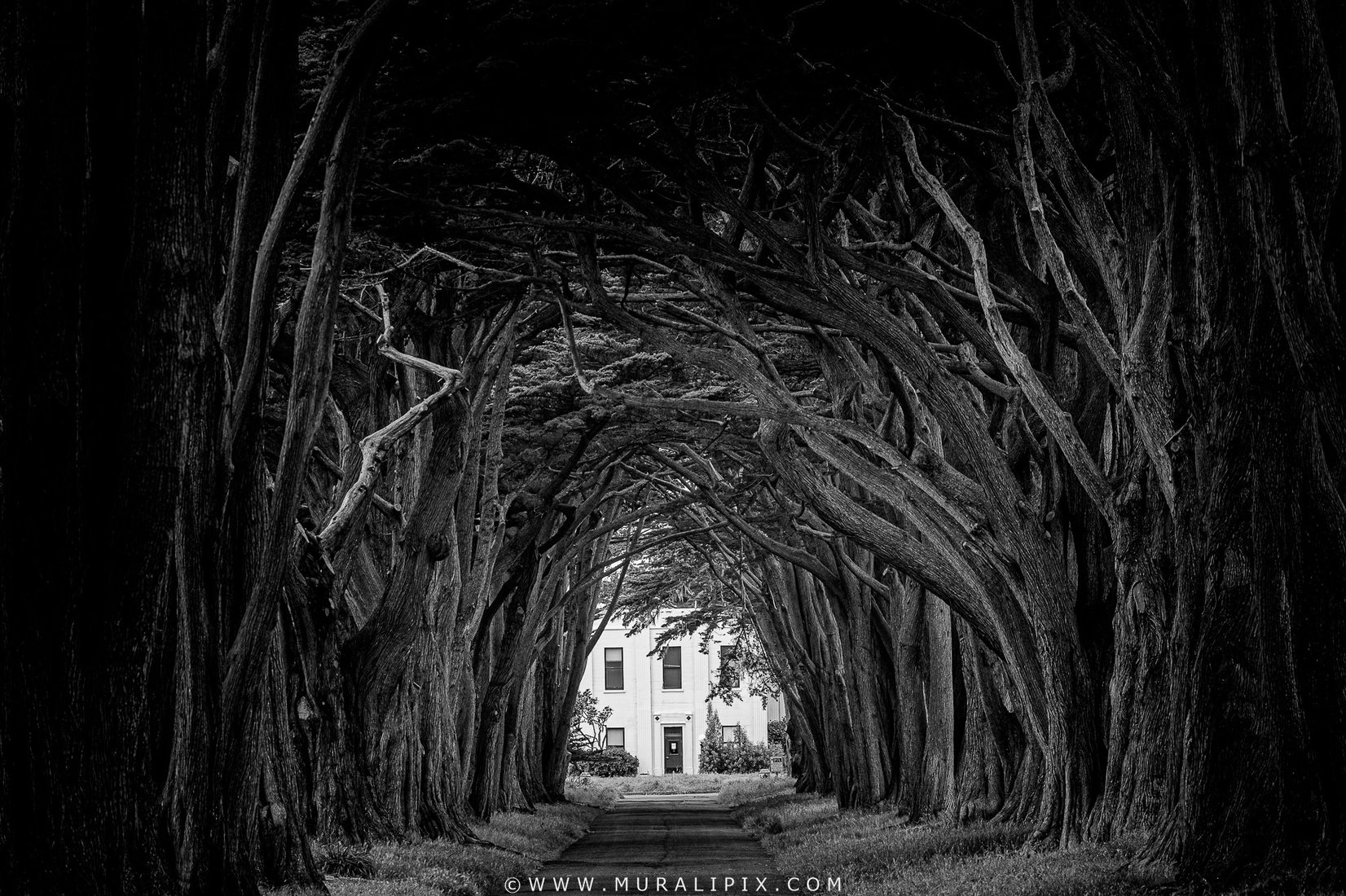 Cypress Tree Tunnel, Point Reyes National Seashore, USA