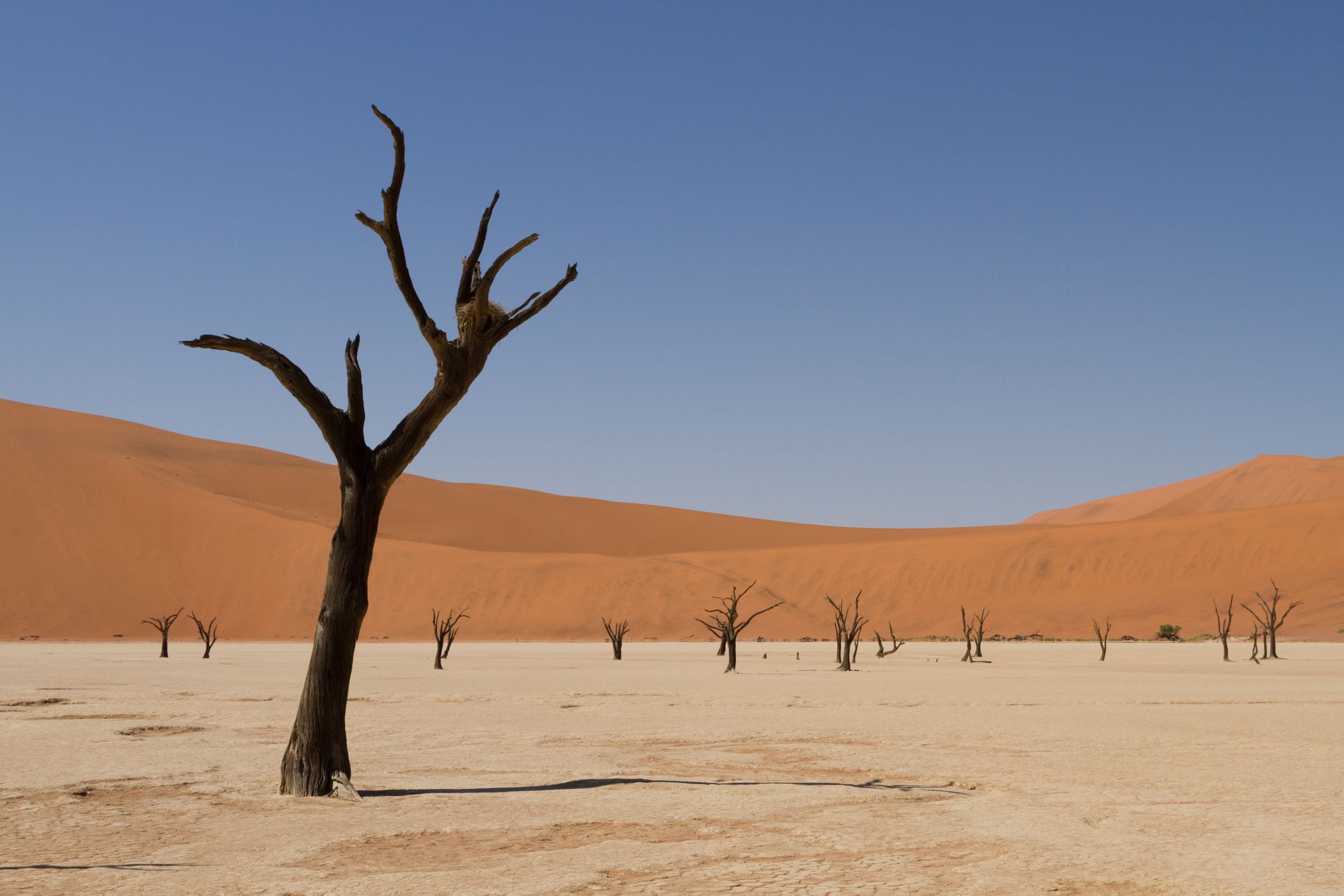 Deadvlei, Sossusvlei, Namibia