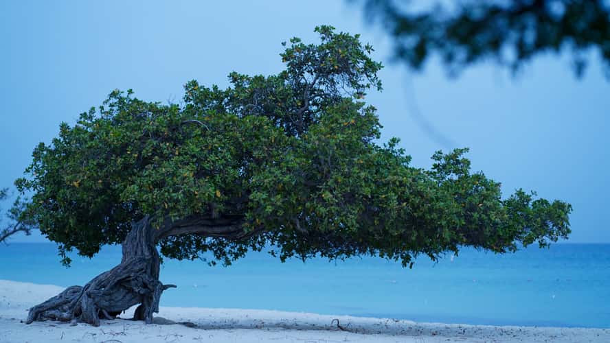 Fofoti Trees at the beach