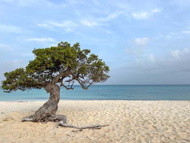 Fofoti Trees at the beach