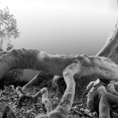 Exposed Tree Roots On River Bank, Australia