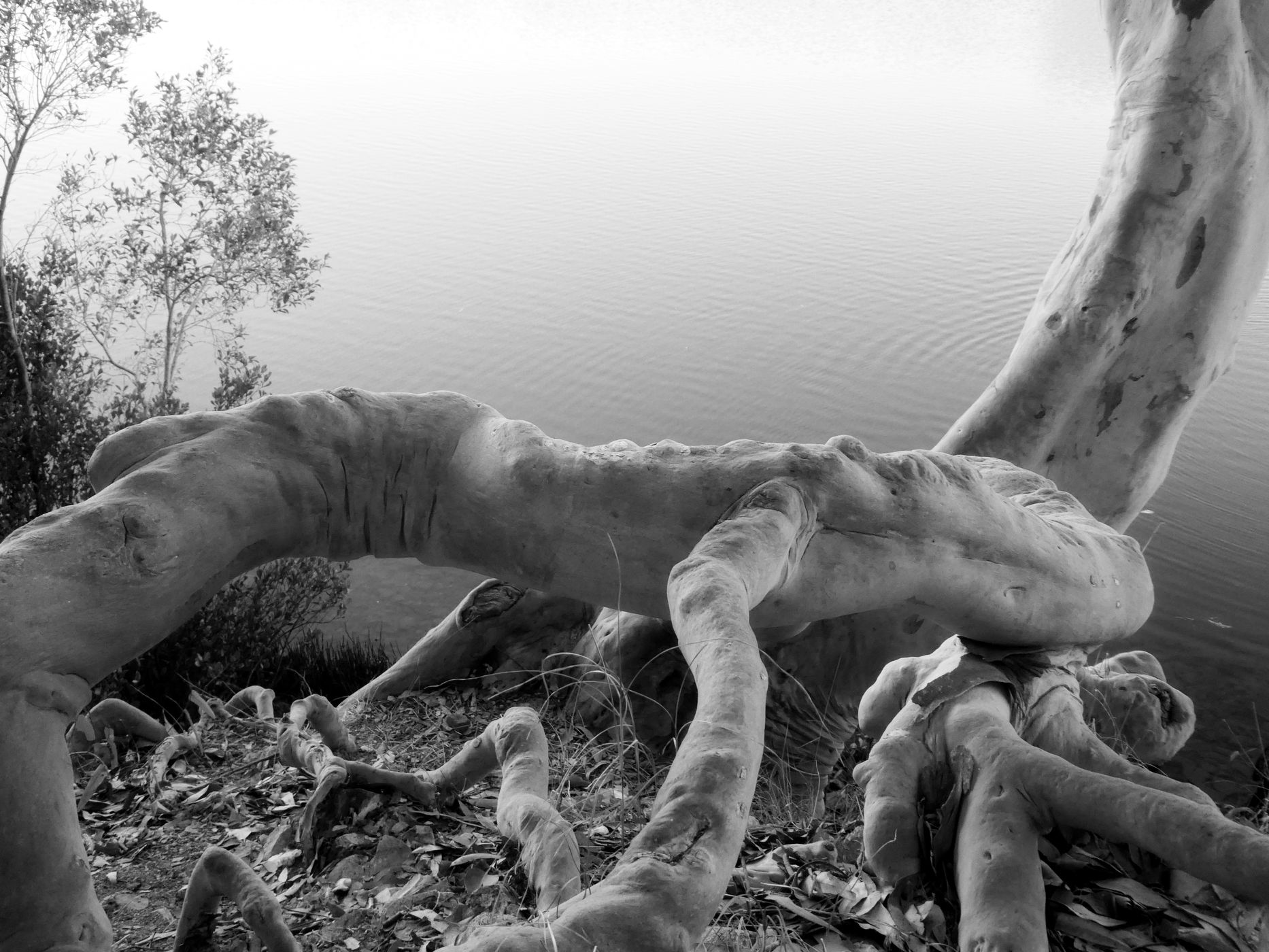 Exposed Tree Roots On River Bank, Australia
