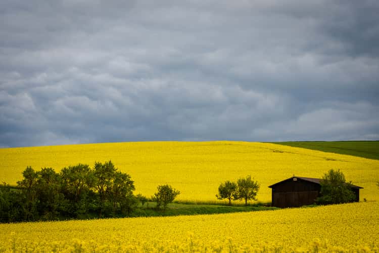 Raps Field, Buchen