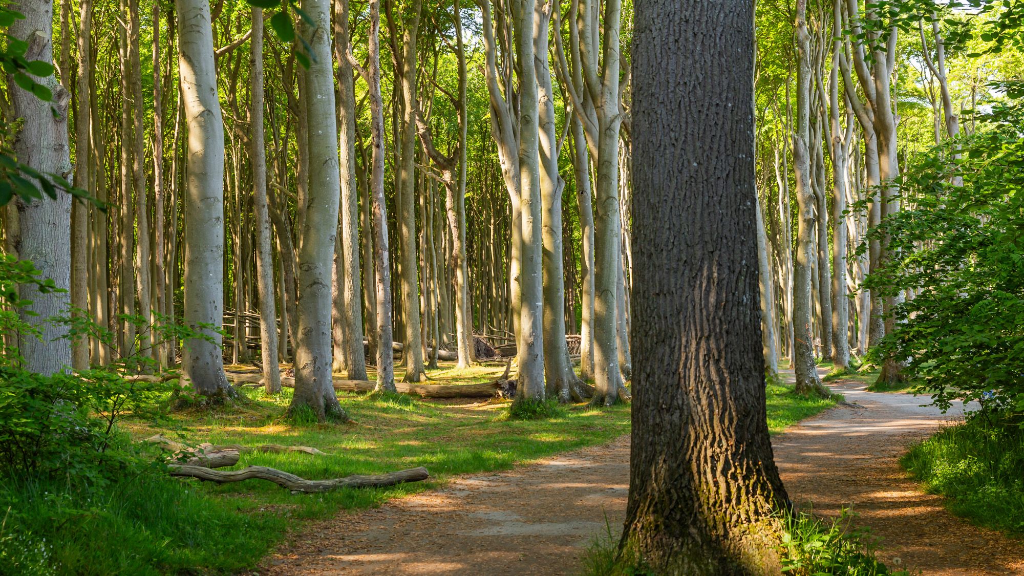 Gespensterwald near Nienhagen, Germany