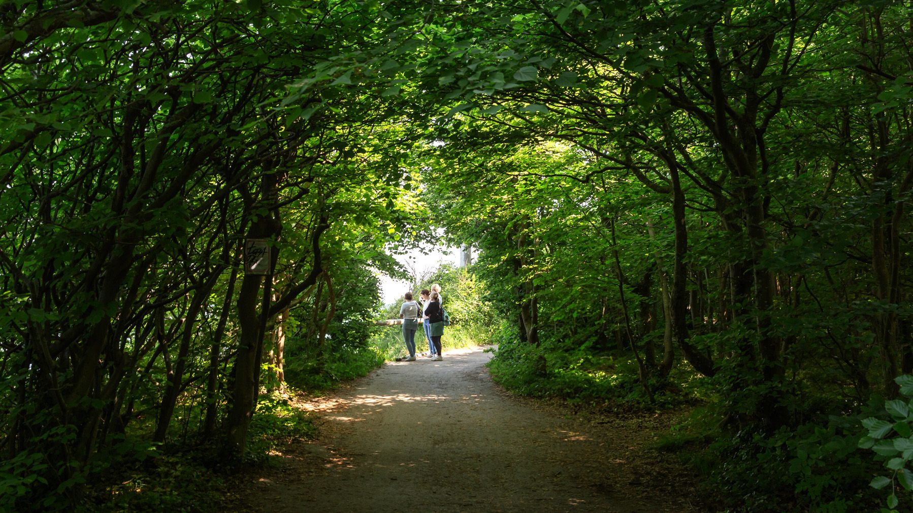 Gespensterwald near Nienhagen, Germany