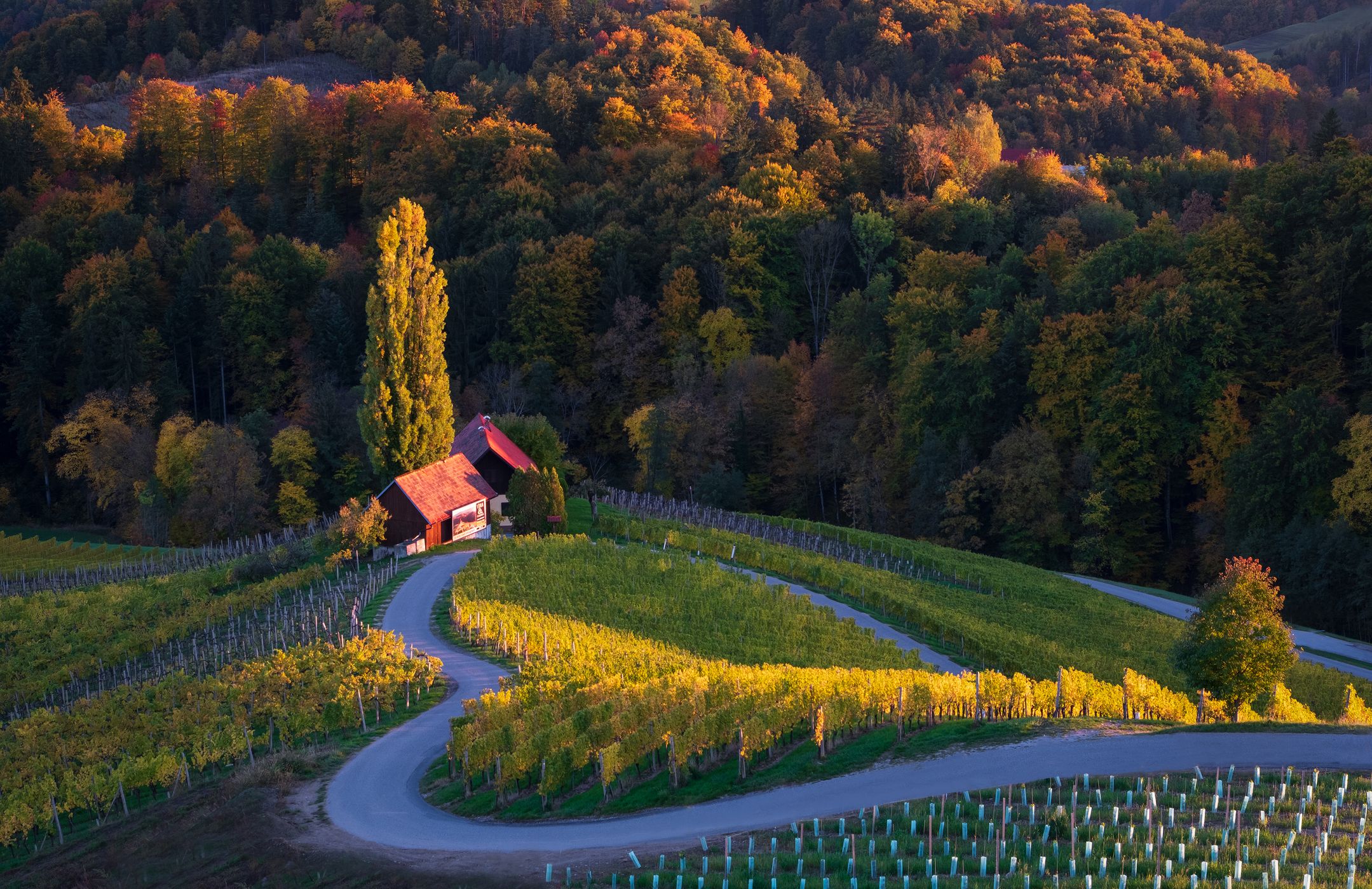 Heart in the vineyards, Slovenia, Slovenia