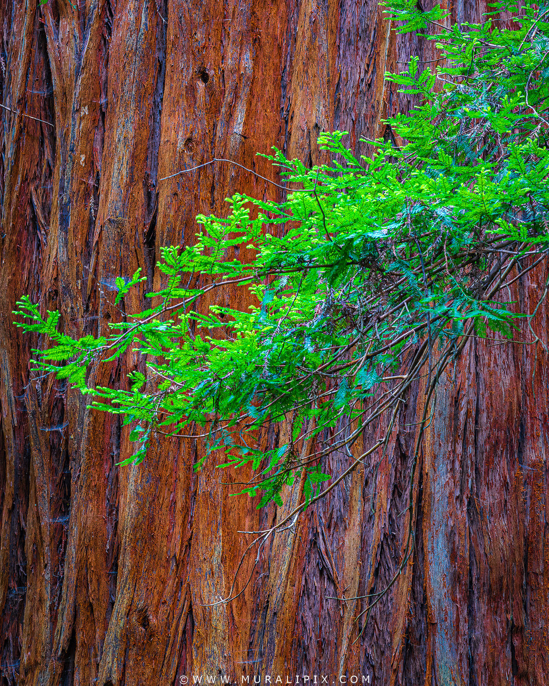 Henry Cowell Redwood State Park, USA