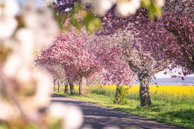 Kirschblüten Allee in Warnstedt