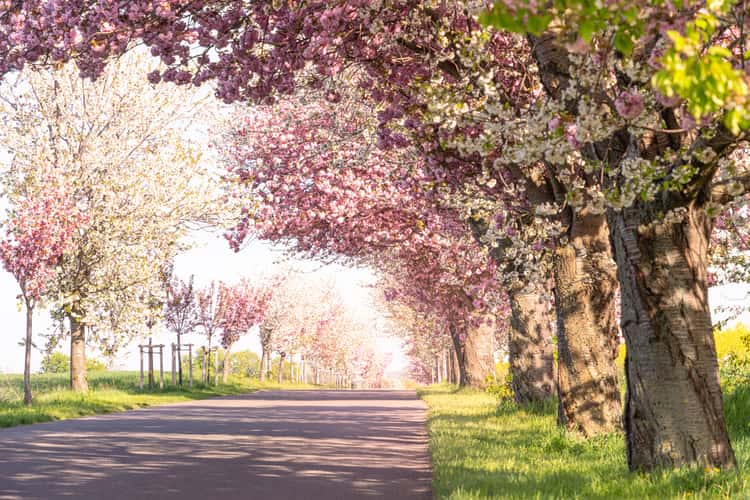 Kirschblüten Allee in Warnstedt
