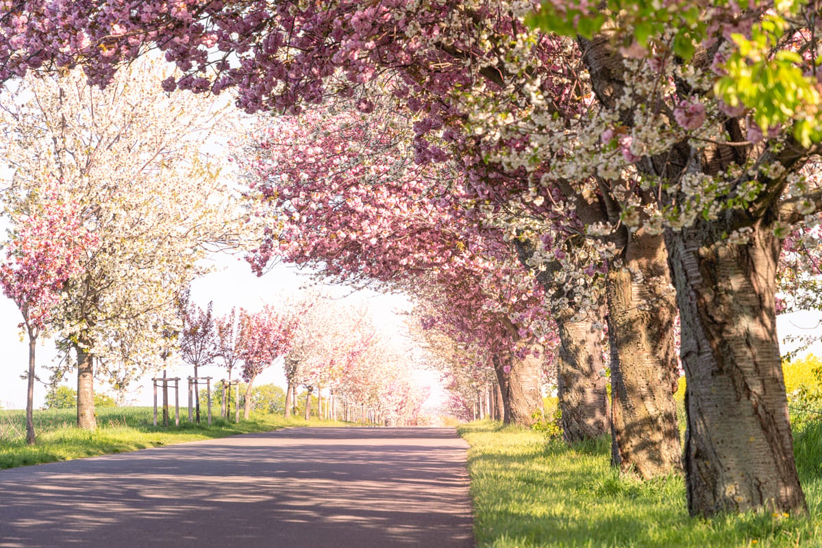 Kirschblüten Allee in Warnstedt, Germany
