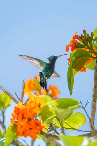 Kolibri Island