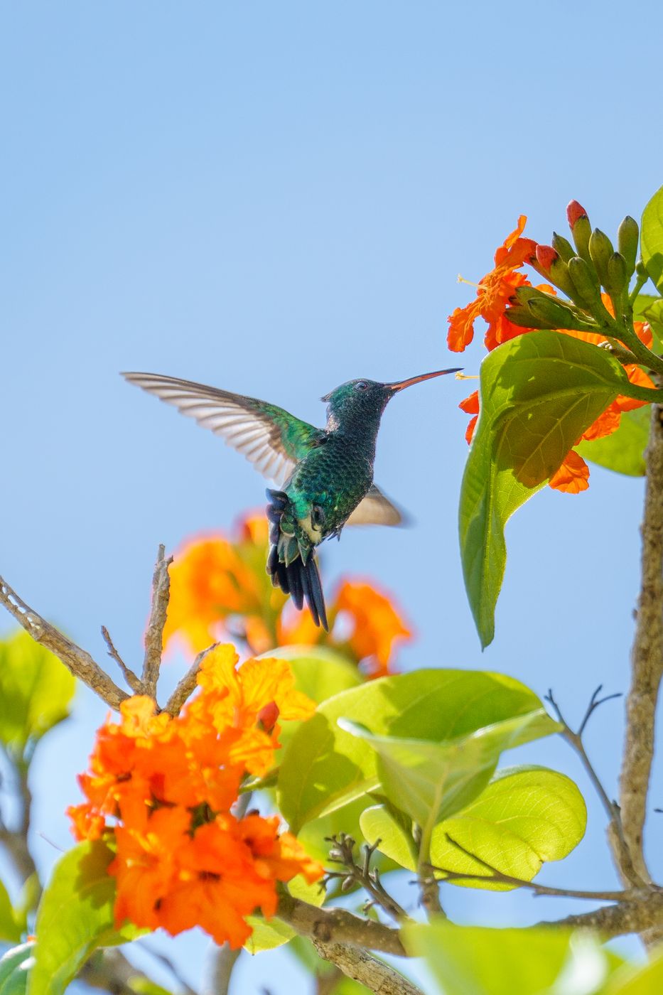 Kolibri Island, Colombia