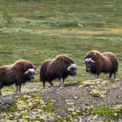 Musk oxen in Dovrefjell, Norway