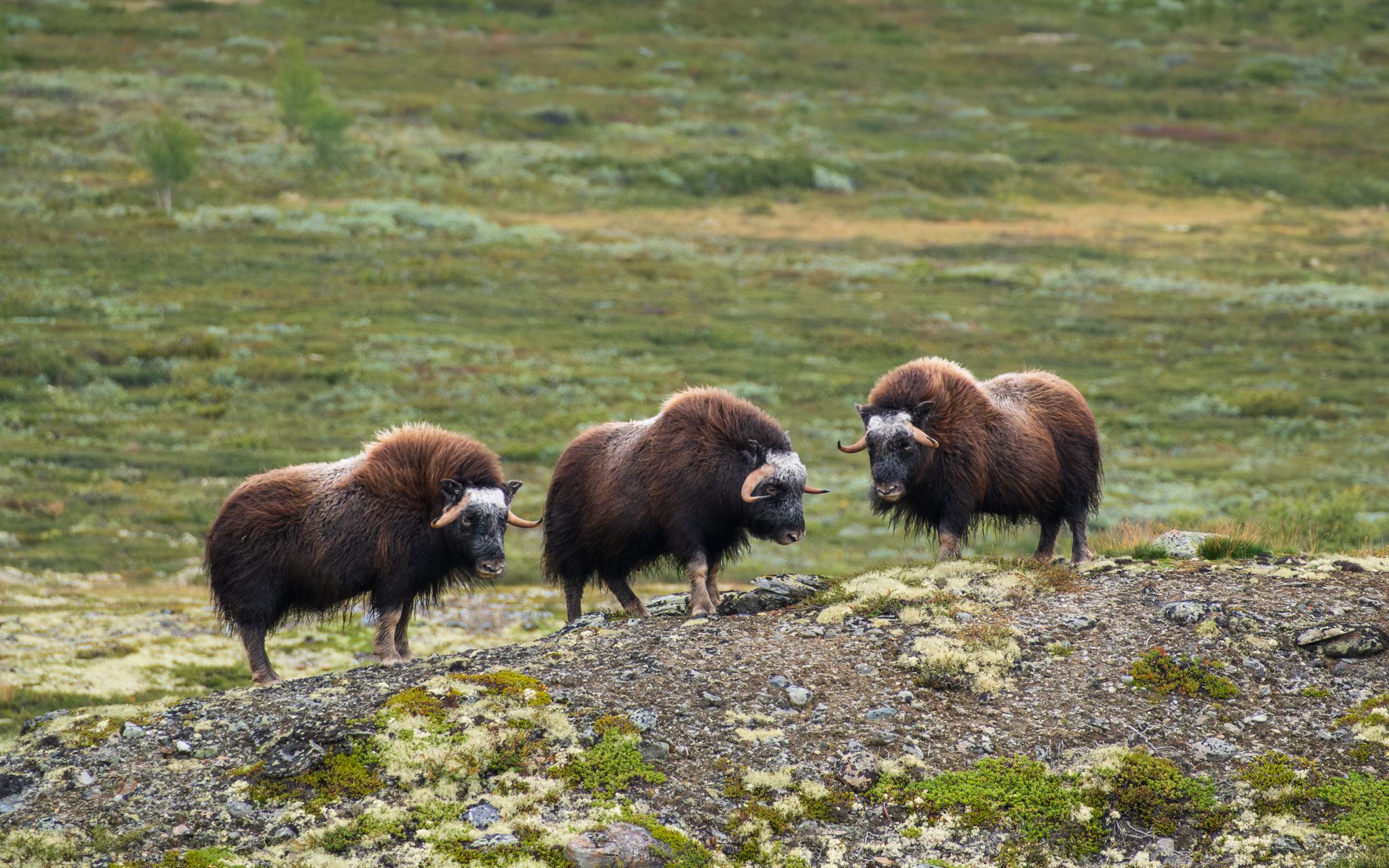 Musk oxen in Dovrefjell, Norway