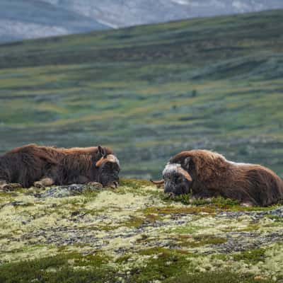 Musk oxen in Dovrefjell, Norway