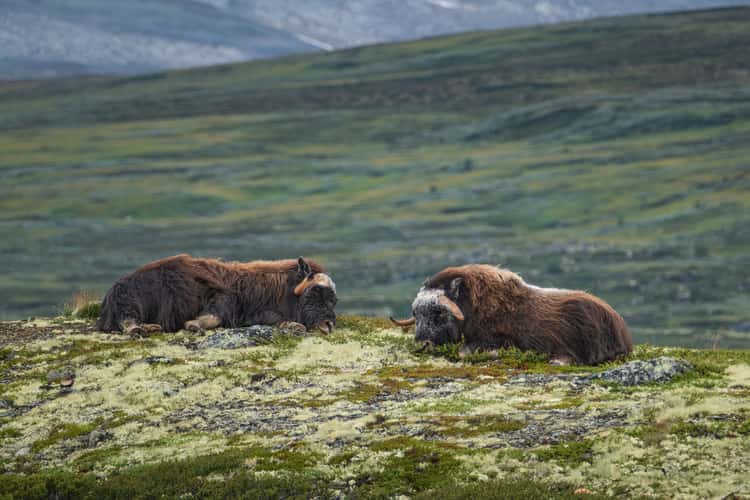 Musk oxen in Dovrefjell
