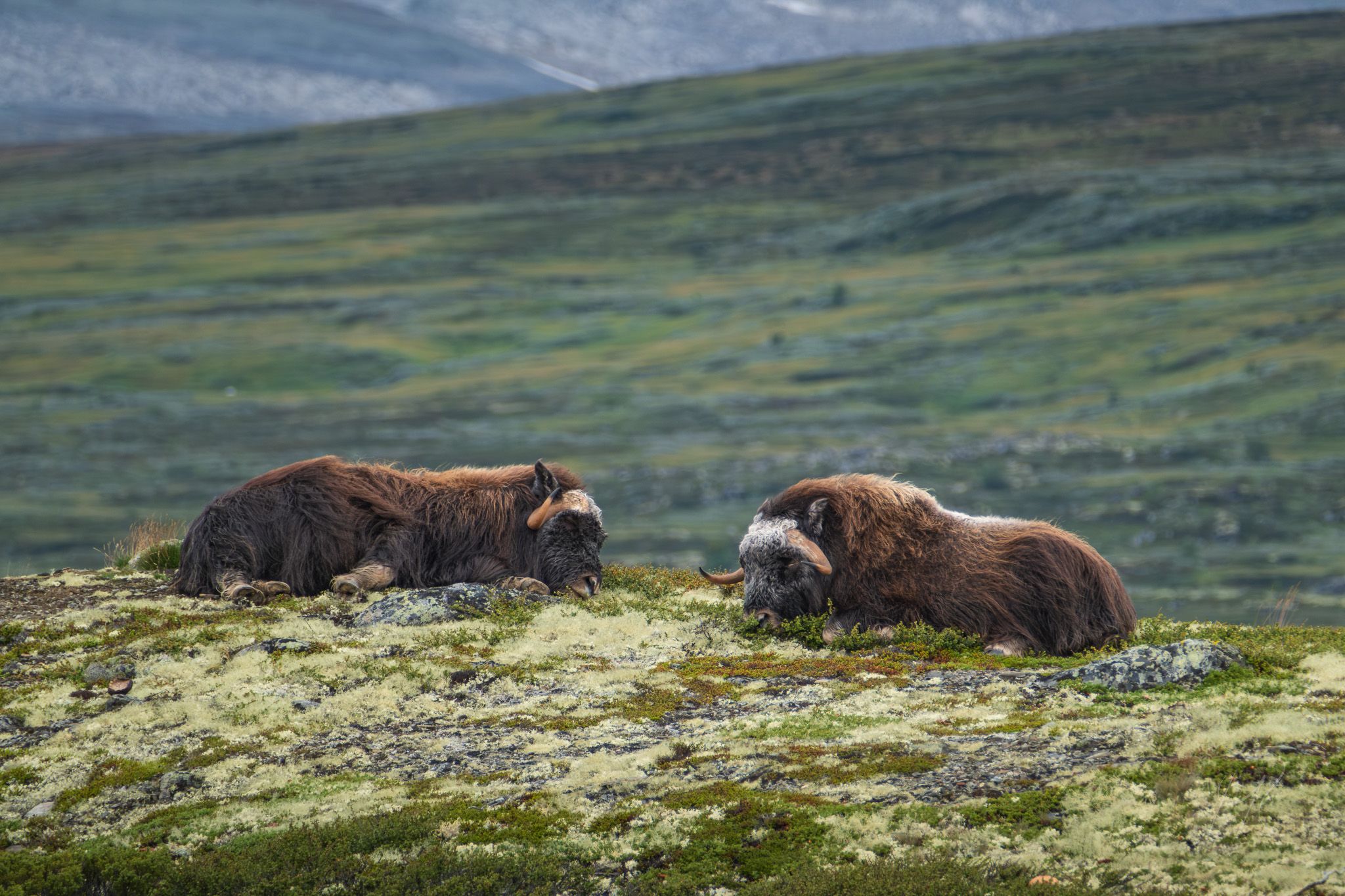 Musk oxen in Dovrefjell, Norway