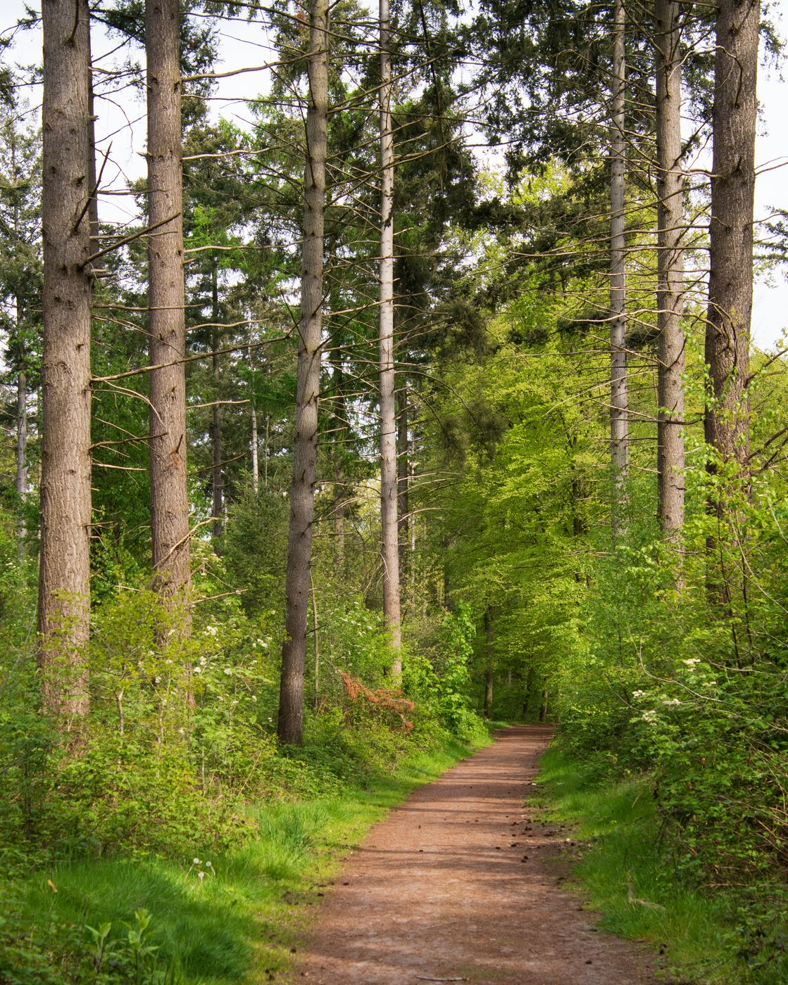 Nijreesbos Almelo, Netherlands