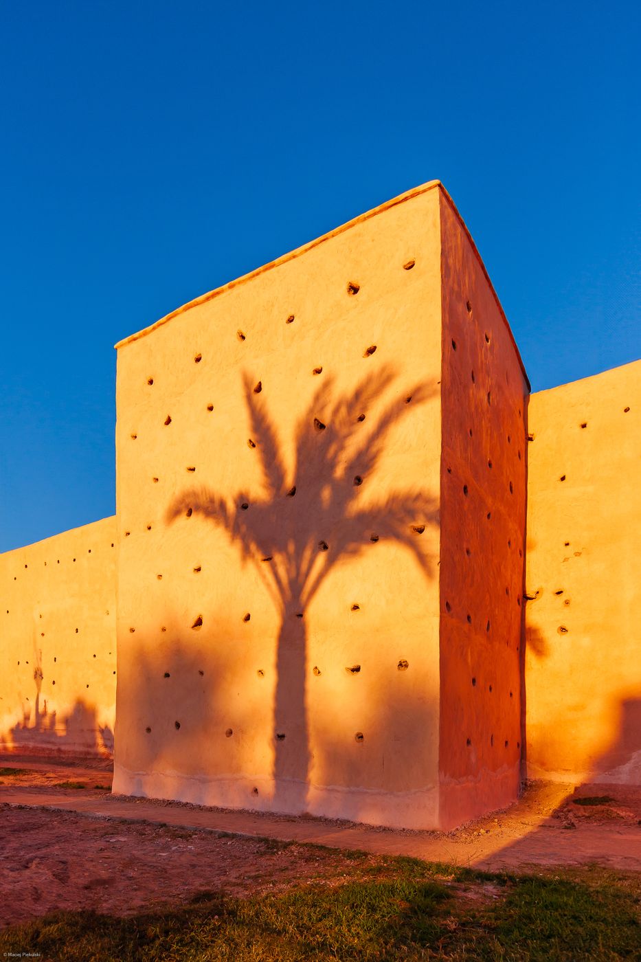 Palm Tree, Morocco