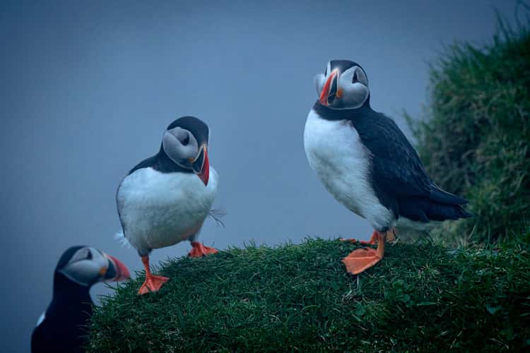 Puffins at Mykines