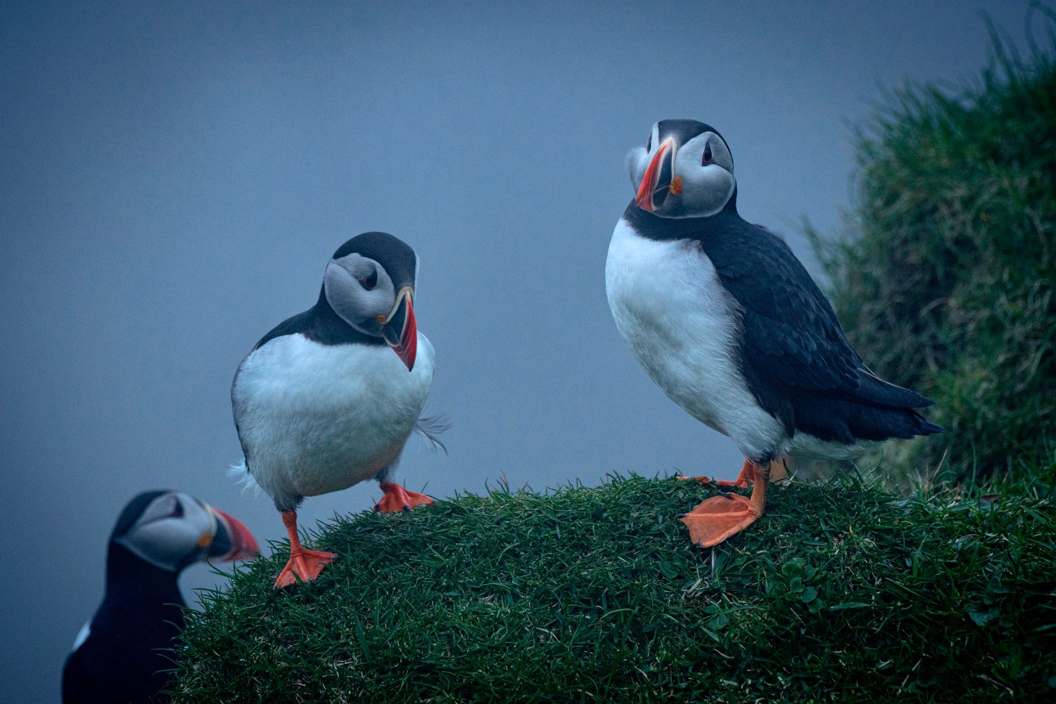 Puffins at Mykines, Faroe Islands