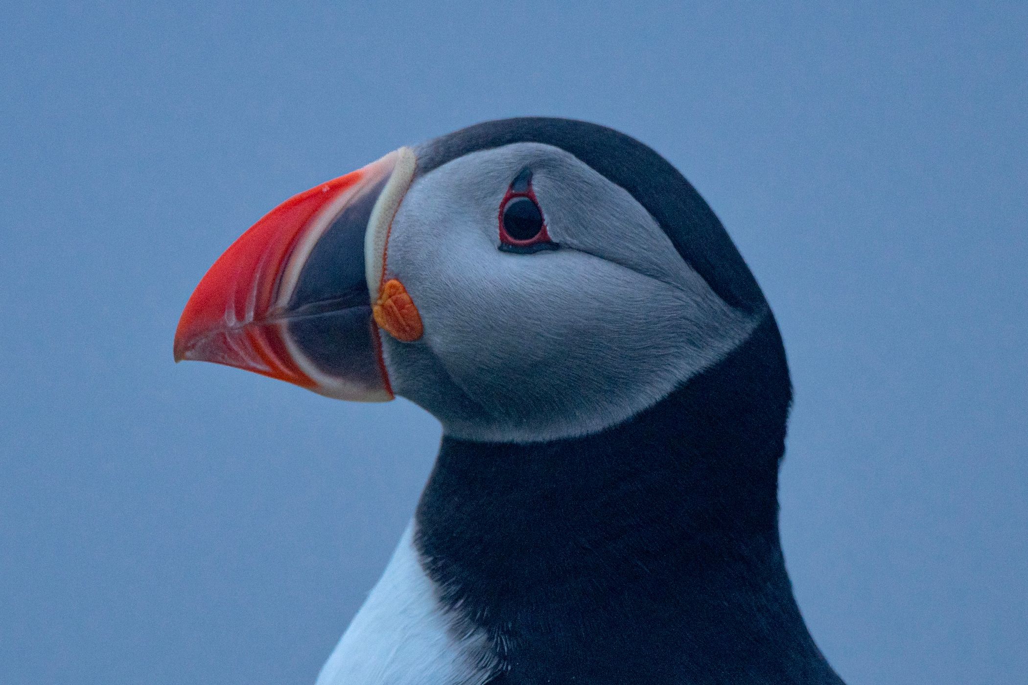 Puffins at Mykines, Faroe Islands