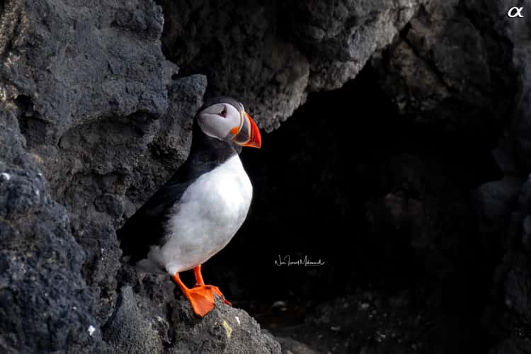 Puffins on the cliff