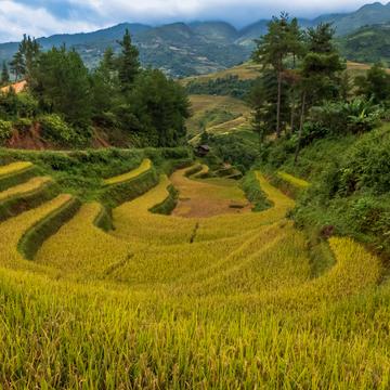 Rice Field, Vietnam