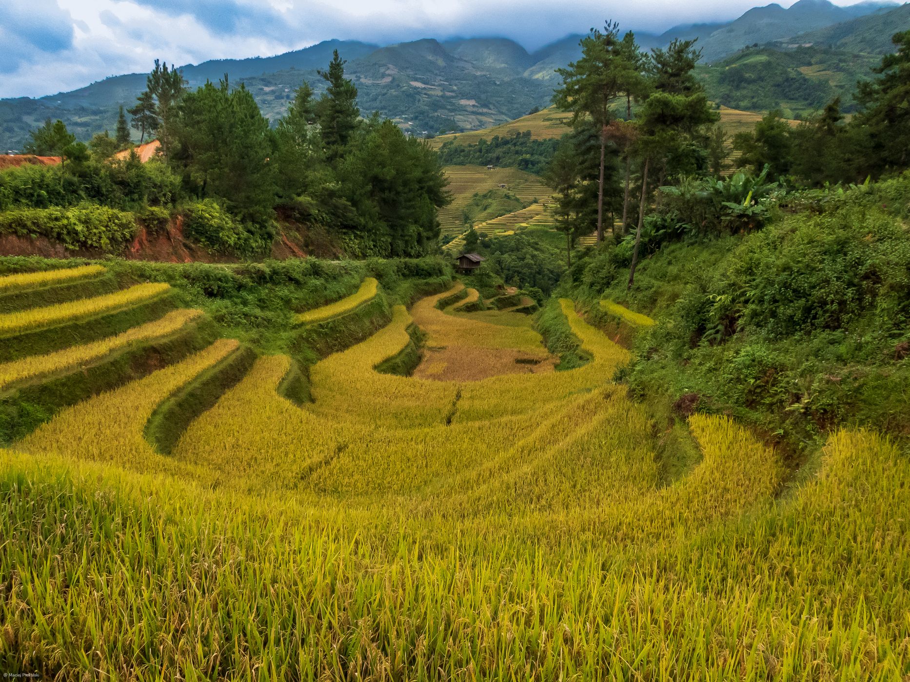 Rice Field, Vietnam