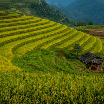 Rice Terrace, Vietnam
