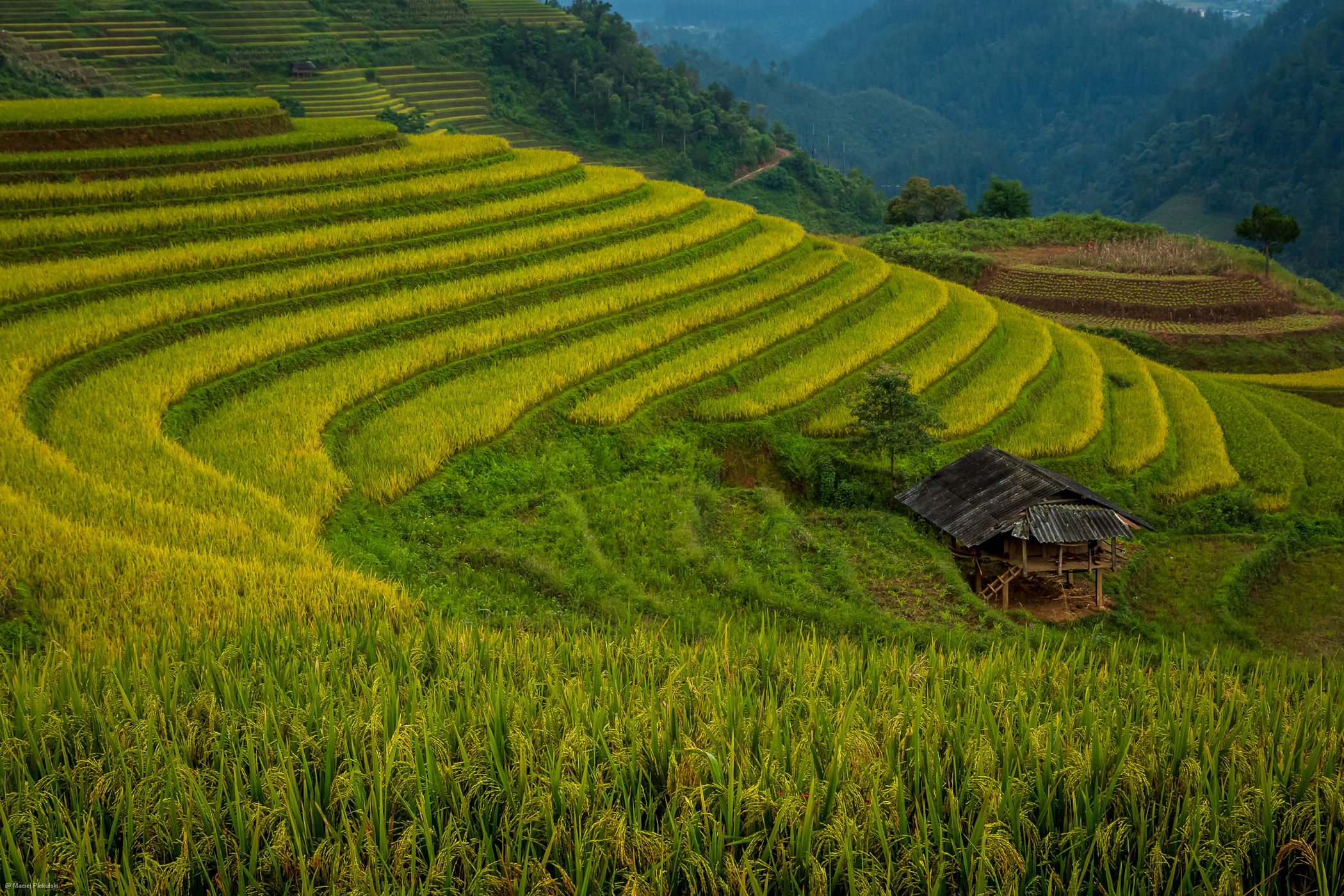 Rice Terrace, Vietnam