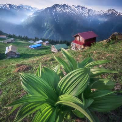 Sal Yaylası, Turkey (Türkiye)