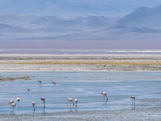 Salar de Pedernales