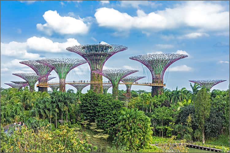 Supertree Grove - Gardens by the bay, Singapore