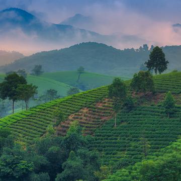 Tea Terrace, Vietnam