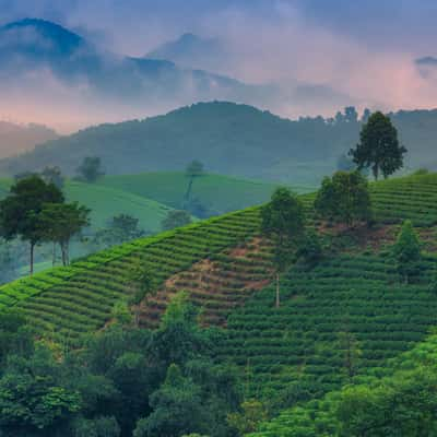 Tea Terrace, Vietnam