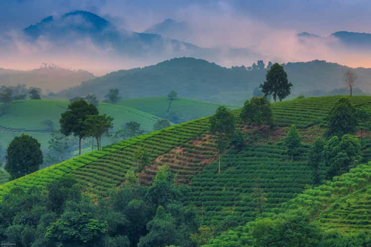 Tea Terrace